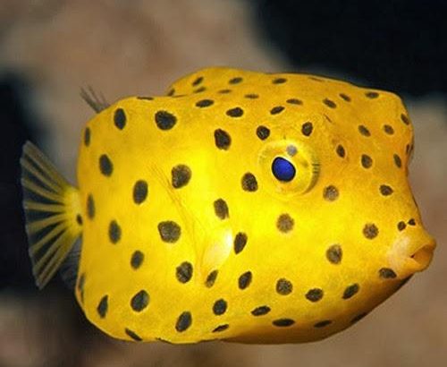 Cubicus Boxfish