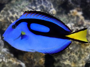 Blue Tang