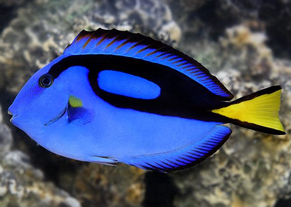 Blue Tang