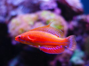 Carpenter’s Fairy Wrasse