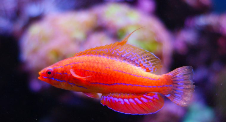 Carpenter’s Fairy Wrasse