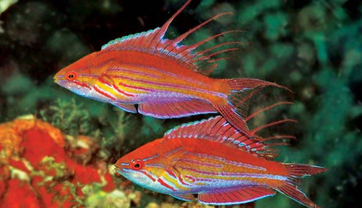 Filamented Fairy Wrasse