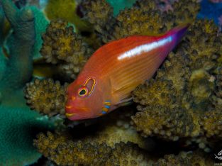 Arc-Eye Hawkfish