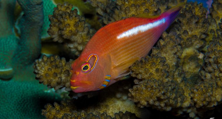 Arc-Eye Hawkfish