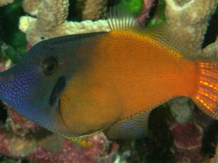 Redtail Filefish