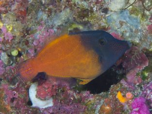 Flame Filefish