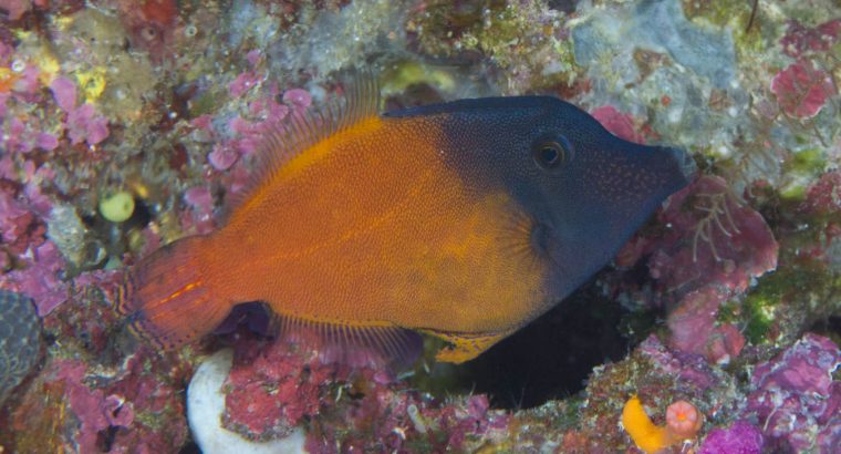 Flame Filefish