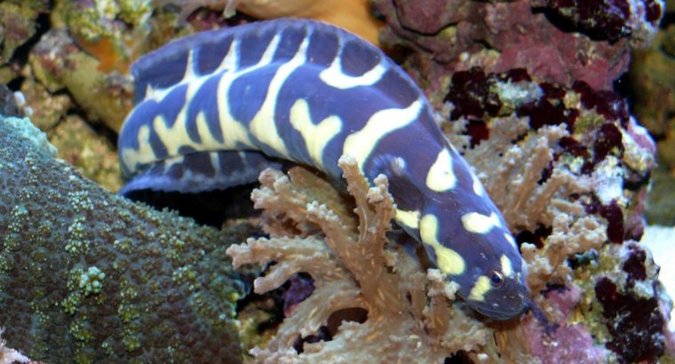 Engineer Goby