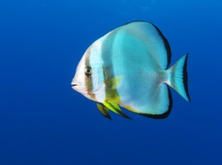 Orbicularis Batfish