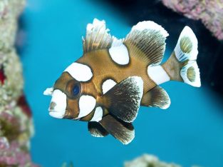 Clown Sweetlips Grunts/Sweetlips (ago-go)
