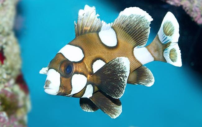 Clown Sweetlips Grunts/Sweetlips (ago-go)