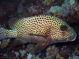 Stripe Sweetlips Grunts/Sweetlips
