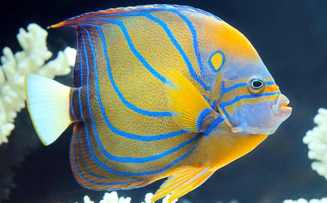 Blue-Ring Angelfish (Pomacanthus annularis) feeding on red fungi, Similan  Islands, Andaman Sea, Thailand, Asia, Indian Ocean Stock Photo - Alamy