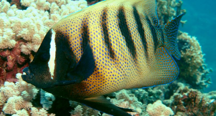 Six Bar Angel (Adult)