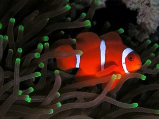 White Stripe Maroon Clown
