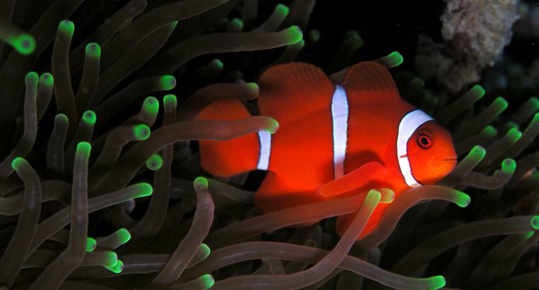 White Stripe Maroon Clown