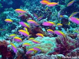 Bartlett’s Anthias