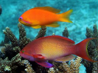 Lyretail Orange Female Anthias