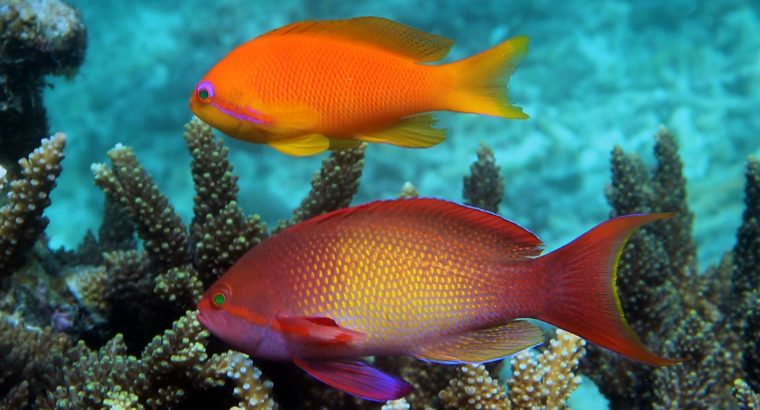 Lyretail Orange Female Anthias