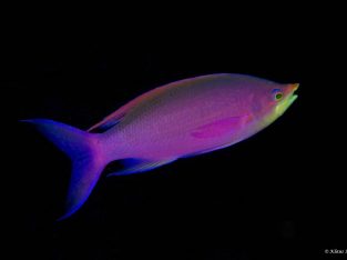 Purple Queen Anthias