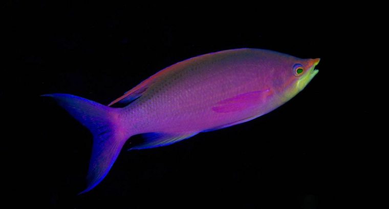 Purple Queen Anthias