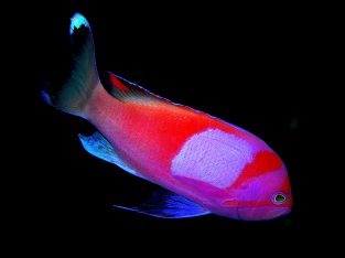 Squareback Anthias (Male)