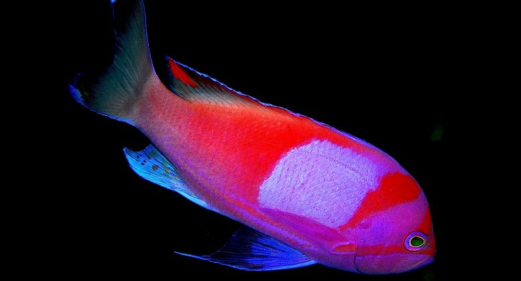 Squareback Anthias (Male)