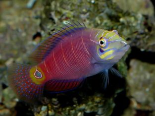 Mysteri Wrasse