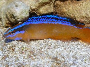 Arabian Pseudochromis