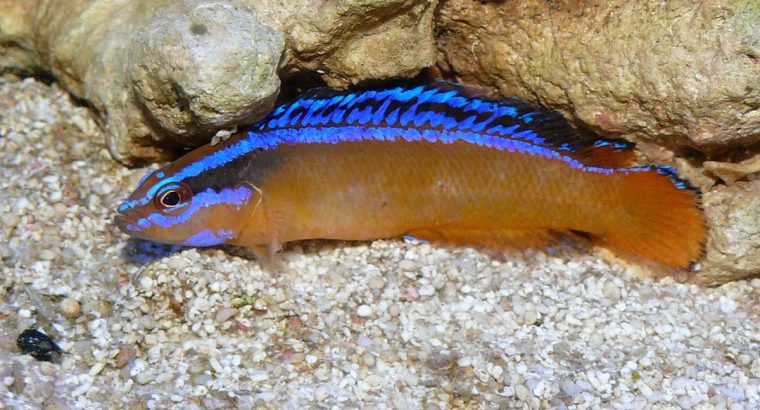 Arabian Pseudochromis
