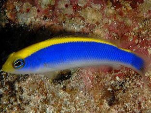 Flavivertex Pseudochromis