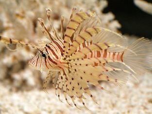 Volitan Common Lionfish