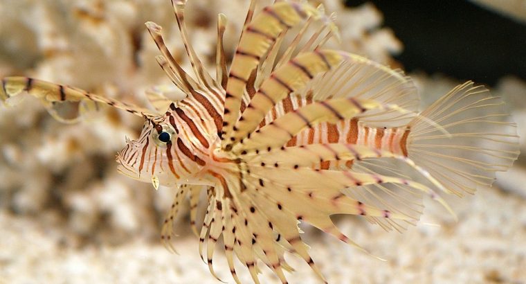 Volitan Common Lionfish
