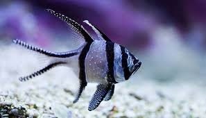 Banggai Cardinal