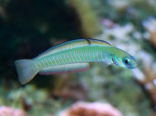 Bar Goby