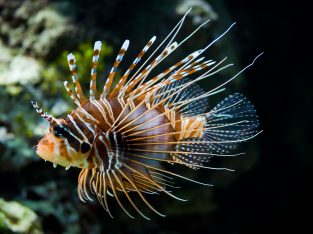 Antennata Lionfish
