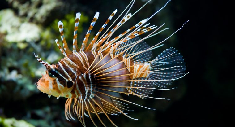 Antennata Lionfish