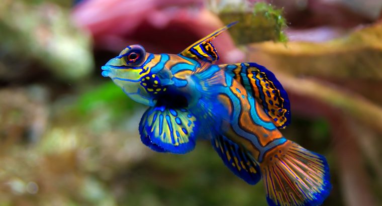 Green Mandarin Goby