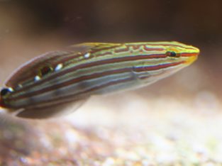 Rainford’s Goby