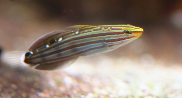 Rainford’s Goby