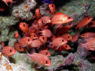 Striped Squirrelfish