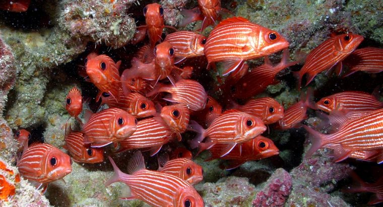 Striped Squirrelfish
