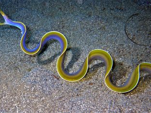 Black Ribbon Eel