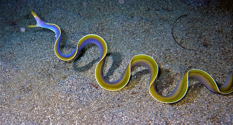 Black Ribbon Eel