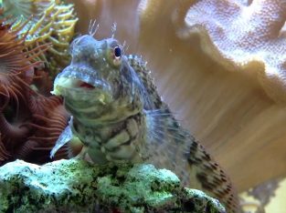 Lawnmower Blenny