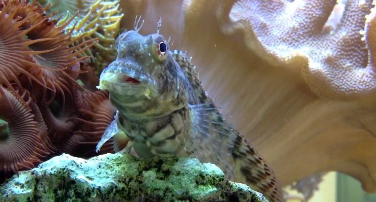Lawnmower Blenny