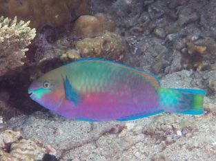 Coloured Parrotfish