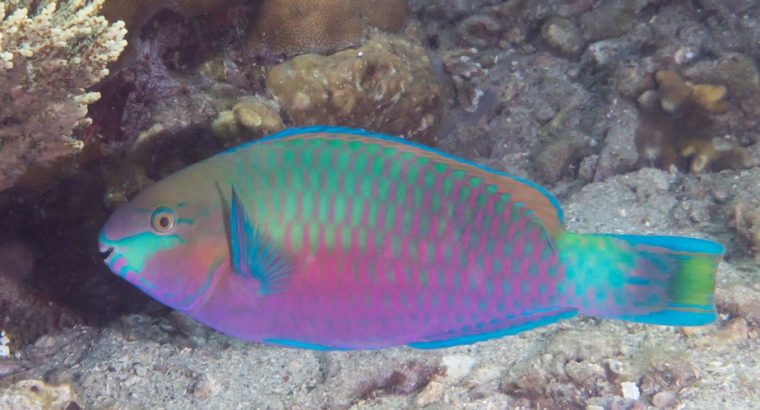 Coloured Parrotfish