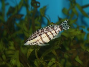 Harlequin Tusk Wrasse (Australia)