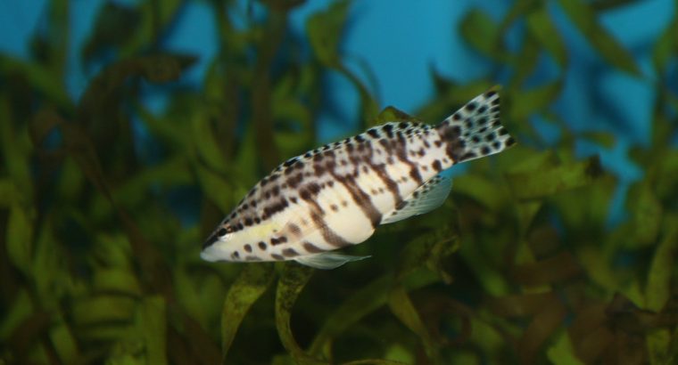 Harlequin Tusk Wrasse (Australia)